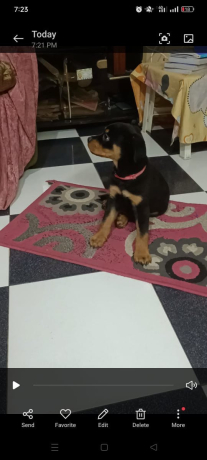 klb-rot-aylr-sghyr-aamr60-yom-llbyaa-big-0