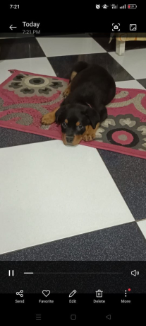 klb-rot-aylr-sghyr-aamr60-yom-llbyaa-big-1