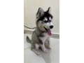 klb-hasky-aamro-thlath-shhor-llbyaa-small-0