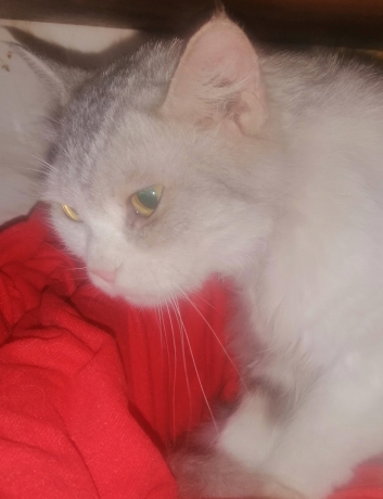 kt-shyraz-lltbn-mgana-big-1