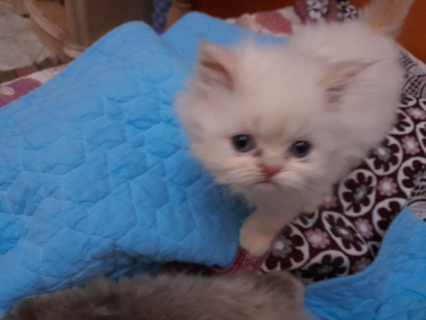 llbyaa-glash-o-bsymh-hymalaya-aorang-big-1