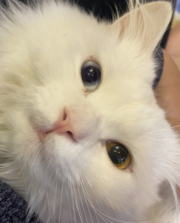 kth-shyrazy-dkr-aayon-lon-olon-big-1