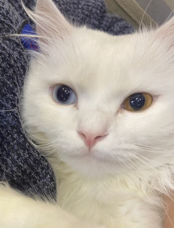 kth-shyrazy-dkr-aayon-lon-olon-big-0