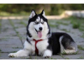 klb-hasky-llbyaa-small-0