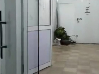 mhl-llaygar-fy-sharaa-sylman-alfars