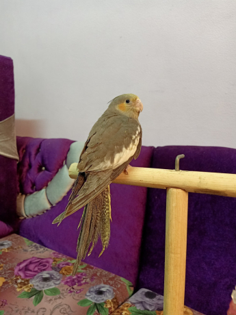 koktyl-hbshy-mtdrb-big-0