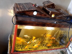 hod-smk-zyn-80-sm-bmshtmlath-kaml-llbyaa