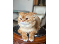 kt-shyrazy-byor-aamrh-3-lltbny-small-1