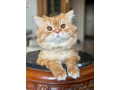 kt-shyrazy-byor-aamrh-3-lltbny-small-0