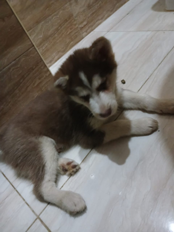 gro-hasky-aamr-65-yom-llbyaa-big-1