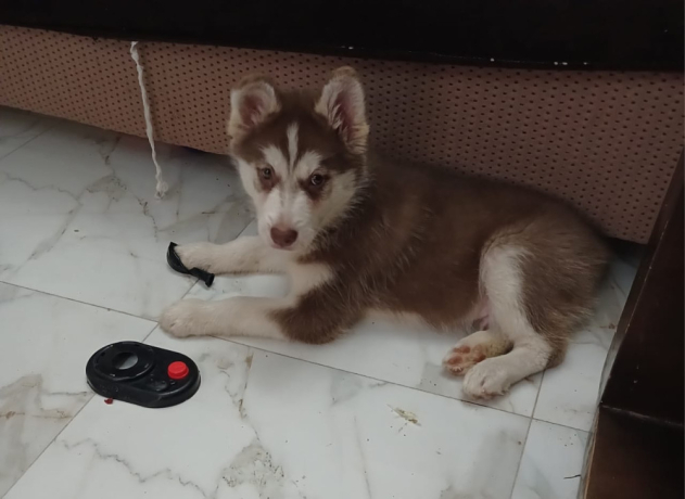 gro-hasky-aamr-65-yom-llbyaa-big-2