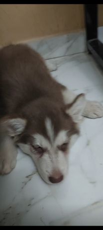 gro-hasky-aamr-65-yom-llbyaa-big-0