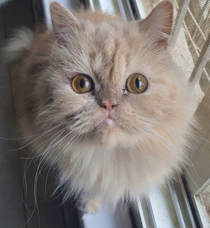 kt-shyrazy-lltbny-aamr-4-snoat-big-0