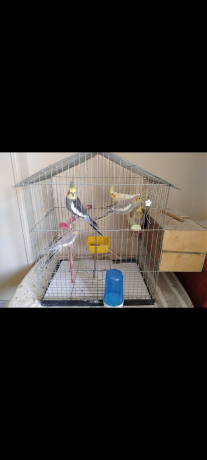 aasafyr-koktyl-llbyaa-big-0