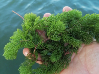 thalb-lmzaraa-alasmak-ollhfath-aal-alzryaah-alsghyr-oahoad-asmak-alzynh