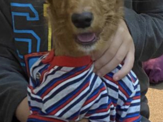 klb-kokr-maa-york-shayr-lltbny