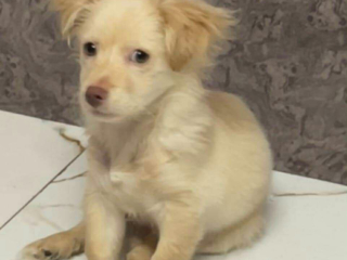 klb-lolo-gryfon-almany-aamr-4-ashhrllbyaa