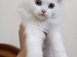 kt-shyrazy-byor-llbyaa