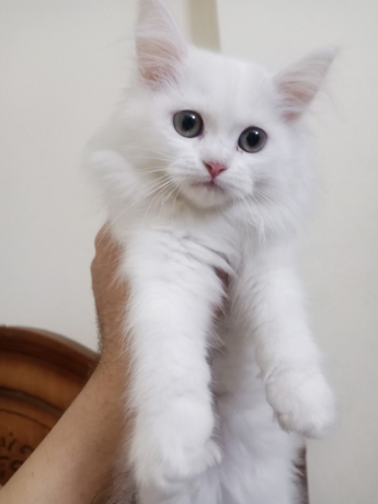 kt-shyrazy-byor-llbyaa-big-0