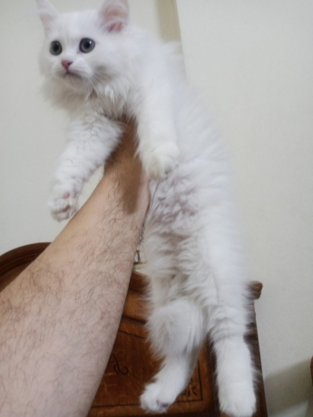 kt-shyrazy-byor-llbyaa-big-1